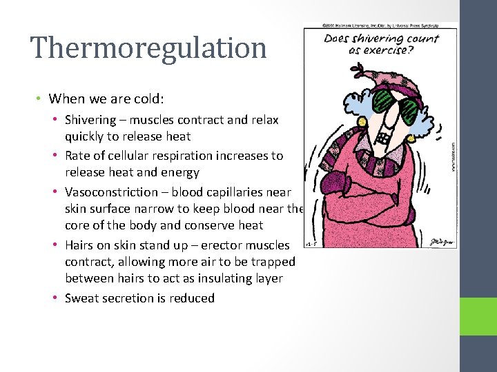 Thermoregulation • When we are cold: • Shivering – muscles contract and relax quickly