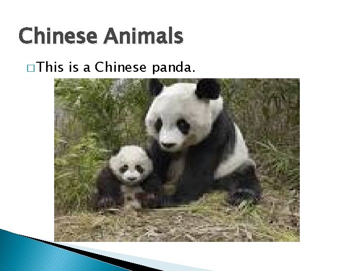 Chinese Animals � This is a Chinese panda. 