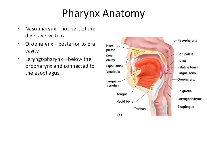 Pharynx Anatomy • Nasopharynx—not part of the digestive system • Oropharynx—posterior to oral cavity