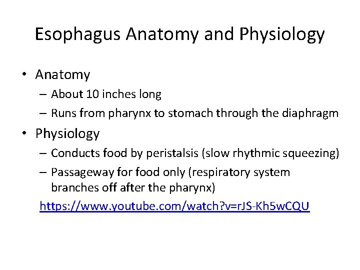 Esophagus Anatomy and Physiology • Anatomy – About 10 inches long – Runs from