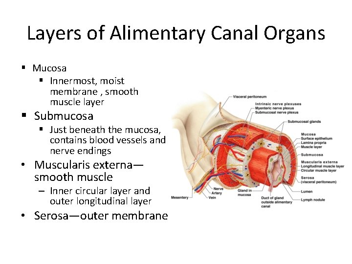 Layers of Alimentary Canal Organs § Mucosa § Innermost, moist membrane , smooth muscle