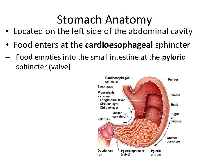 Stomach Anatomy • Located on the left side of the abdominal cavity • Food