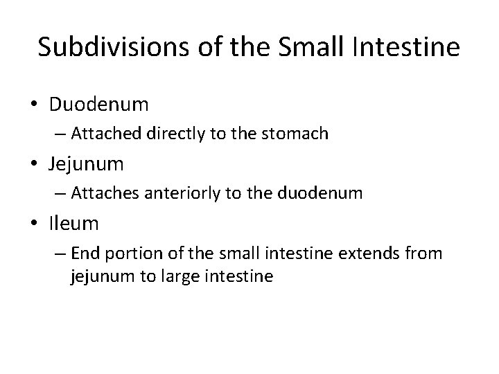 Subdivisions of the Small Intestine • Duodenum – Attached directly to the stomach •