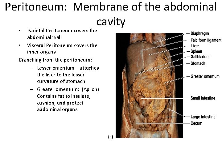 Peritoneum: Membrane of the abdominal cavity Parietal Peritoneum covers the abdominal wall • Visceral