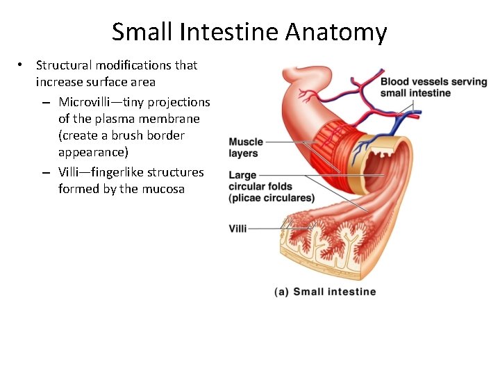 Small Intestine Anatomy • Structural modifications that increase surface area – Microvilli—tiny projections of