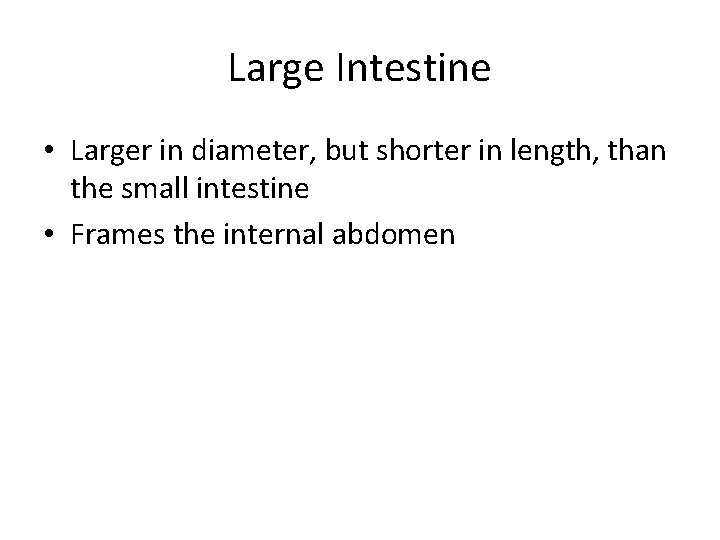 Large Intestine • Larger in diameter, but shorter in length, than the small intestine