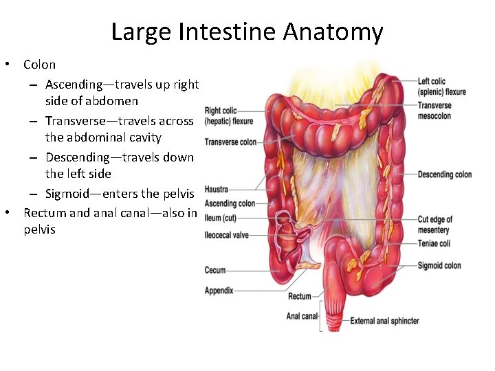 Large Intestine Anatomy • Colon – Ascending—travels up right side of abdomen – Transverse—travels