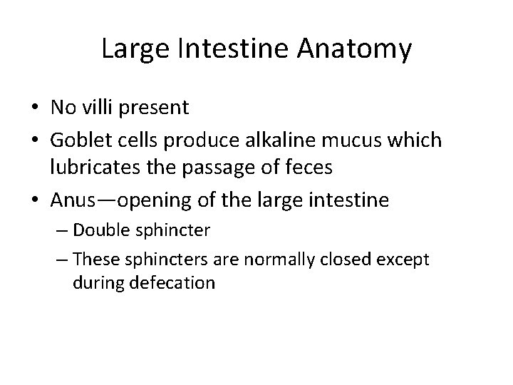 Large Intestine Anatomy • No villi present • Goblet cells produce alkaline mucus which