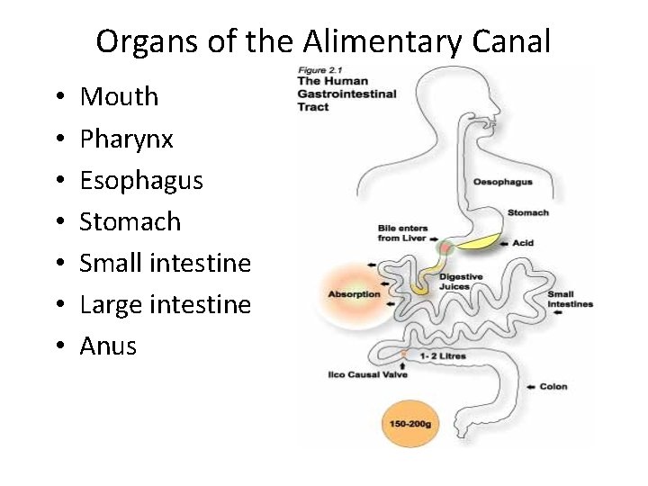 Organs of the Alimentary Canal • • Mouth Pharynx Esophagus Stomach Small intestine Large