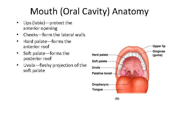 Mouth (Oral Cavity) Anatomy • Lips (labia)—protect the anterior opening • Cheeks—form the lateral