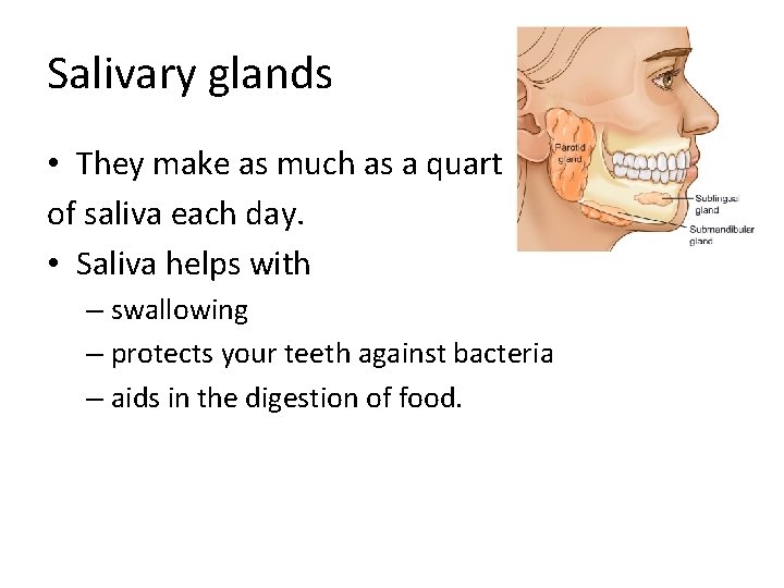 Salivary glands • They make as much as a quart of saliva each day.