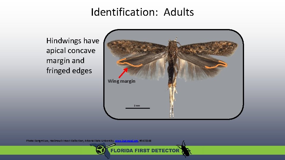 Identification: Adults Hindwings have apical concave margin and fringed edges Wing margin Photo: Sangmi