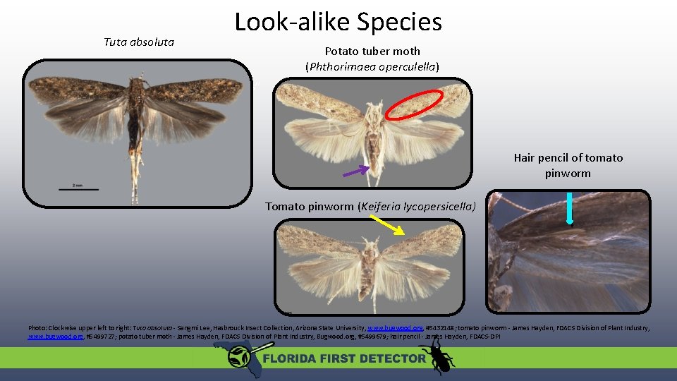 Tuta absoluta Look-alike Species Potato tuber moth (Phthorimaea operculella) “hair pencils” Hair pencil of