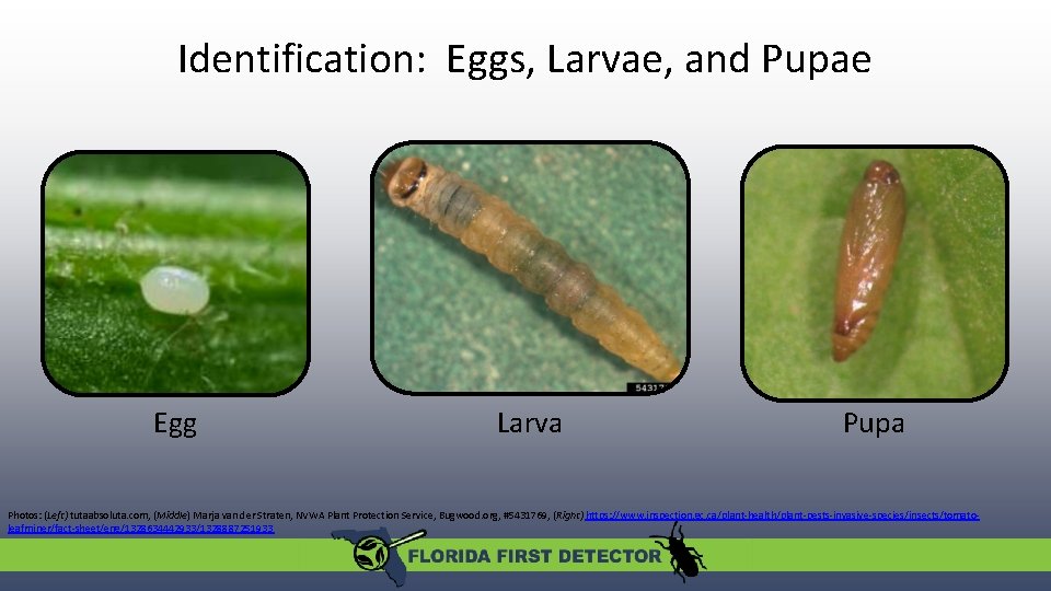 Identification: Eggs, Larvae, and Pupae Egg Larva Pupa Photos: (Left) tutaabsoluta. com, (Middle) Marja