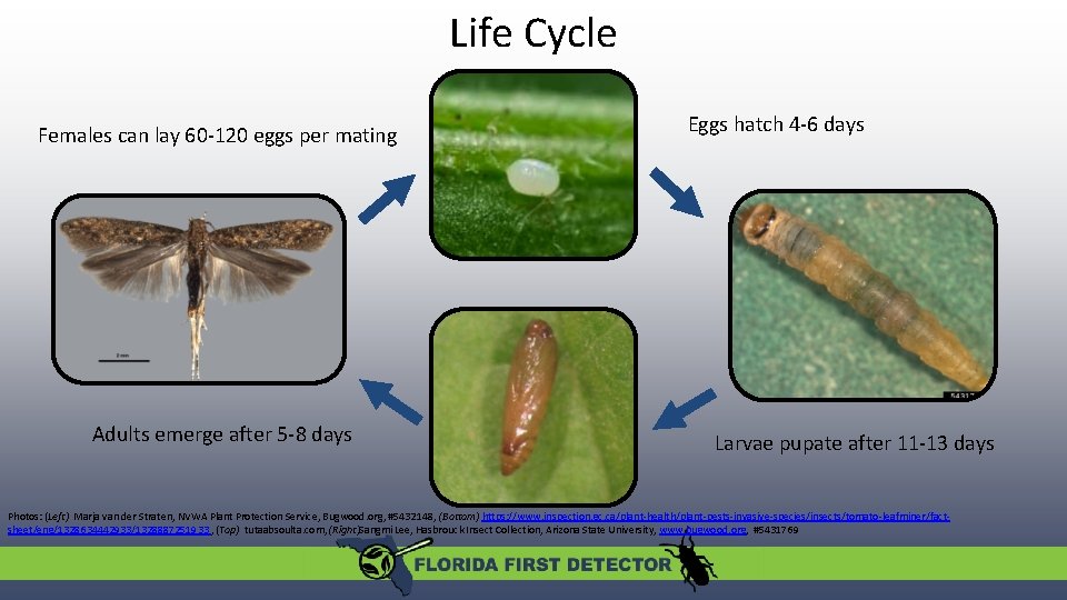 Life Cycle Females can lay 60 -120 eggs per mating Adults emerge after 5