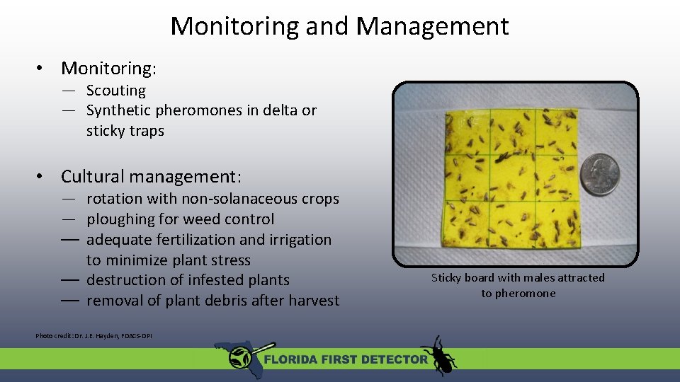 Monitoring and Management • Monitoring: — Scouting — Synthetic pheromones in delta or sticky