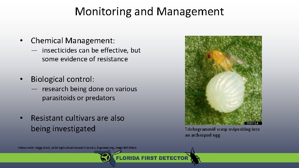 Monitoring and Management • Chemical Management: — insecticides can be effective, but some evidence