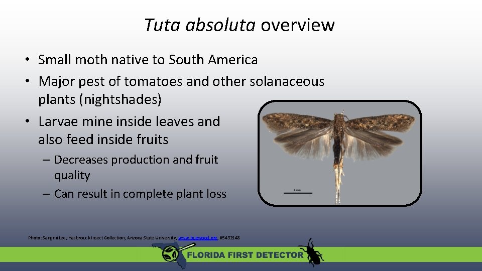 Tuta absoluta overview • Small moth native to South America • Major pest of