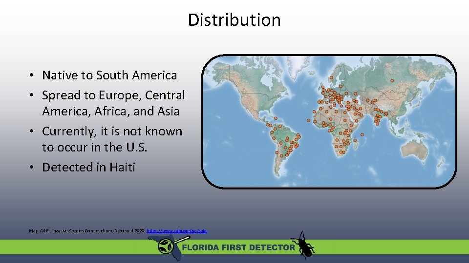 Distribution • Native to South America • Spread to Europe, Central America, Africa, and