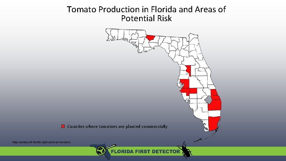 Tomato Production in Florida and Areas of Potential Risk Counties where tomatoes are planted