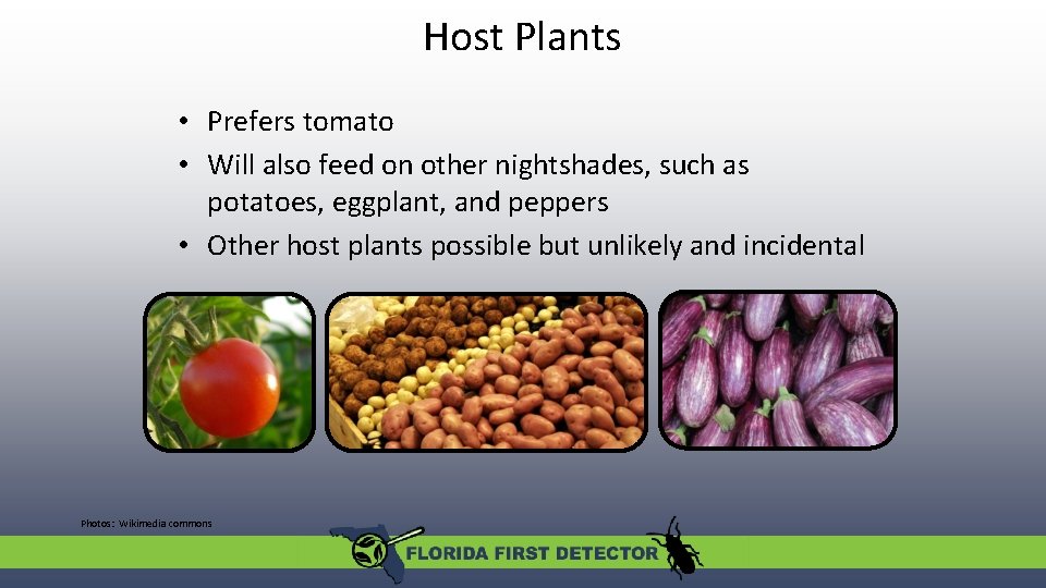 Host Plants • Prefers tomato • Will also feed on other nightshades, such as