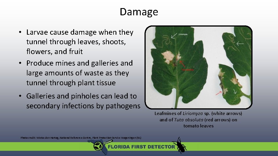 Damage • Larvae cause damage when they tunnel through leaves, shoots, flowers, and fruit