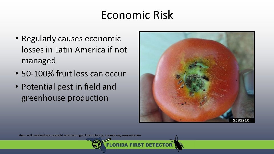 Economic Risk • Regularly causes economic losses in Latin America if not managed •