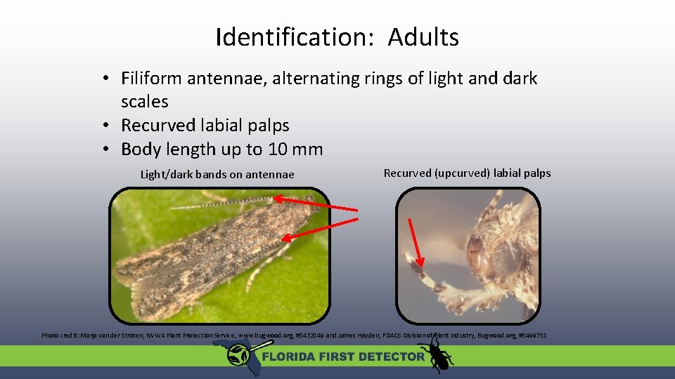 Identification: Adults • Filiform antennae, alternating rings of light and dark scales • Recurved