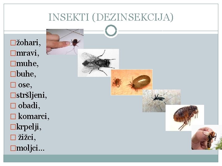 INSEKTI (DEZINSEKCIJA) �žohari, �mravi, �muhe, �buhe, � ose, �stršljeni, � obadi, � komarci, �krpelji,