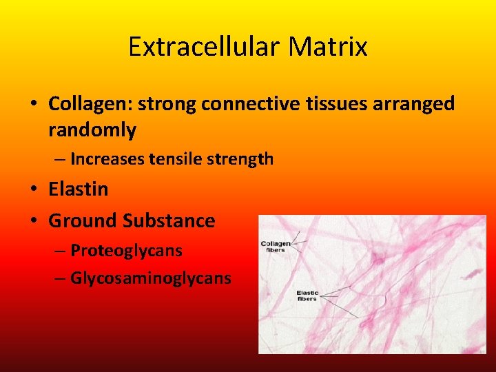 Extracellular Matrix • Collagen: strong connective tissues arranged randomly – Increases tensile strength •