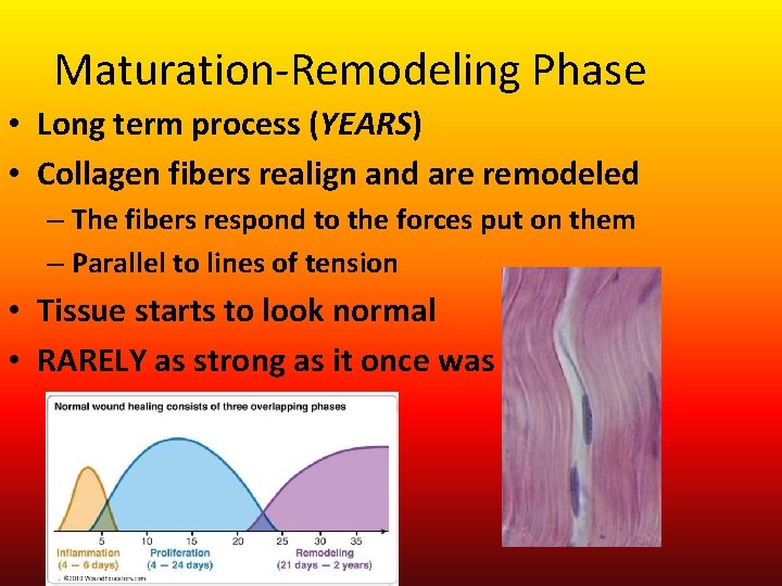 Maturation-Remodeling Phase • Long term process (YEARS) • Collagen fibers realign and are remodeled