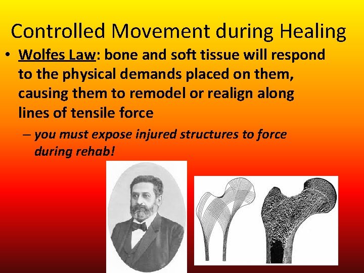 Controlled Movement during Healing • Wolfes Law: bone and soft tissue will respond to