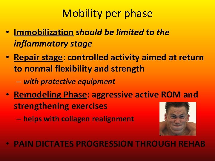 Mobility per phase • Immobilization should be limited to the inflammatory stage • Repair