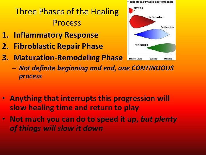 Three Phases of the Healing Process 1. Inflammatory Response 2. Fibroblastic Repair Phase 3.