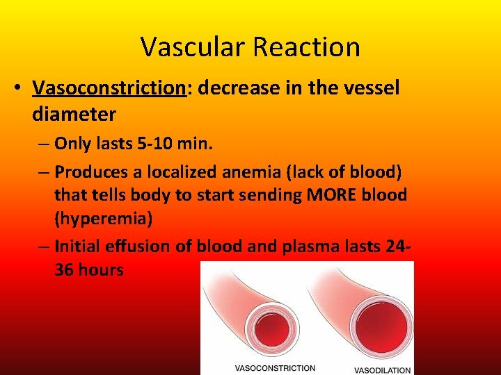 Vascular Reaction • Vasoconstriction: decrease in the vessel diameter – Only lasts 5 -10