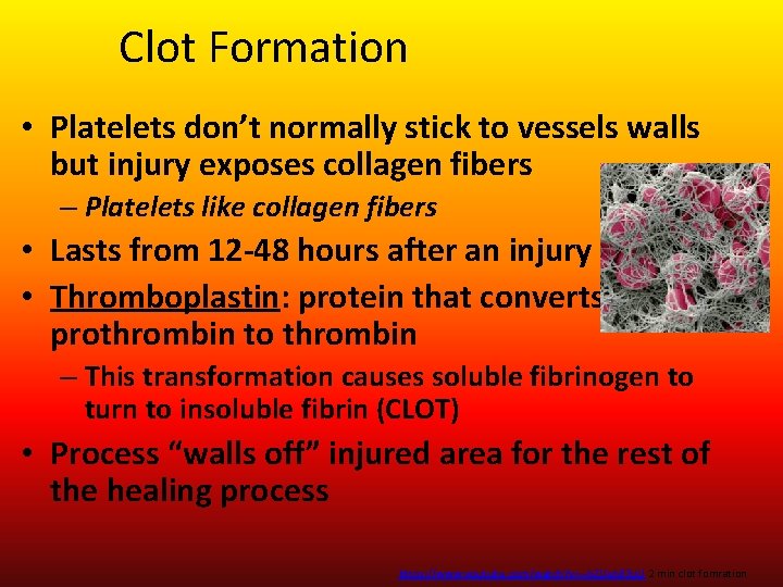 Clot Formation • Platelets don’t normally stick to vessels walls but injury exposes collagen