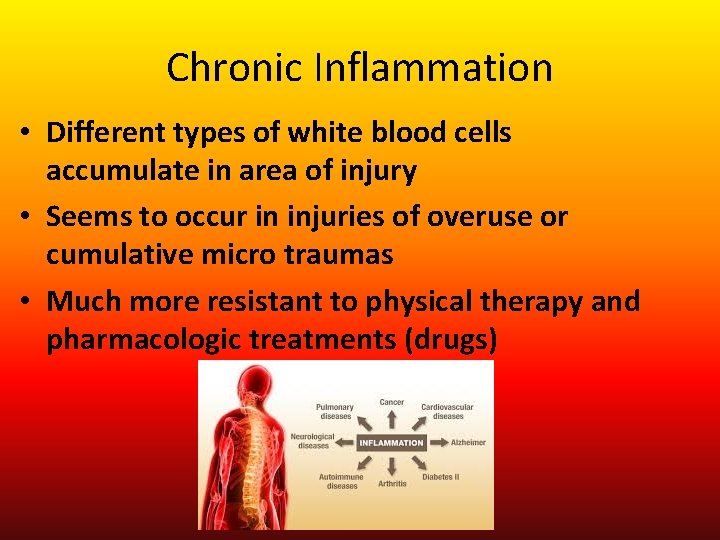 Chronic Inflammation • Different types of white blood cells accumulate in area of injury