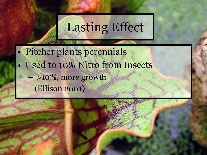 Lasting Effect • Pitcher plants perennials • Used to 10% Nitro from Insects –