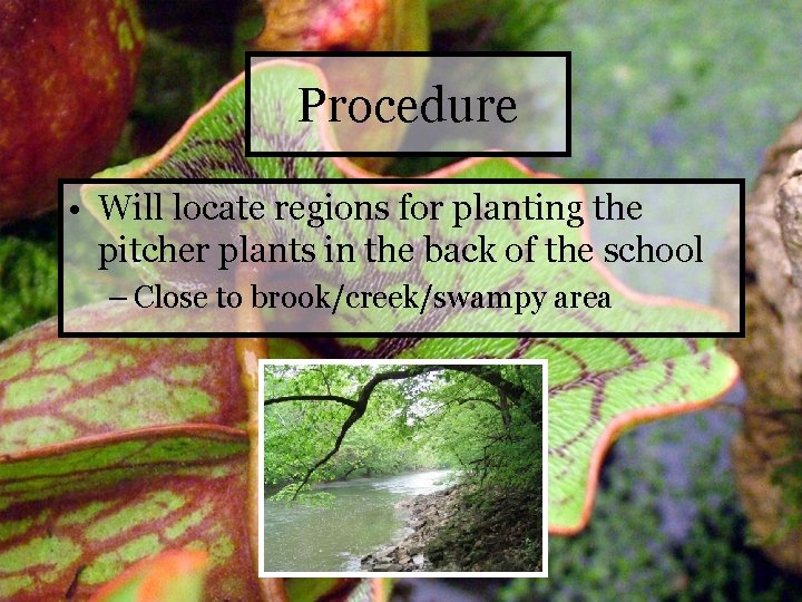 Procedure • Will locate regions for planting the pitcher plants in the back of