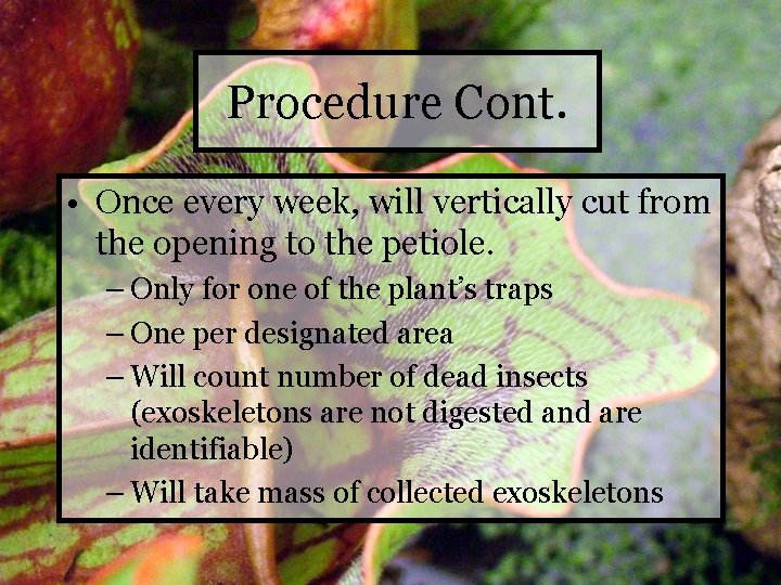 Procedure Cont. • Once every week, will vertically cut from the opening to the