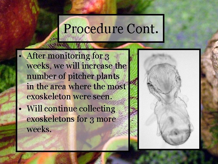 Procedure Cont. • After monitoring for 3 weeks, we will increase the number of