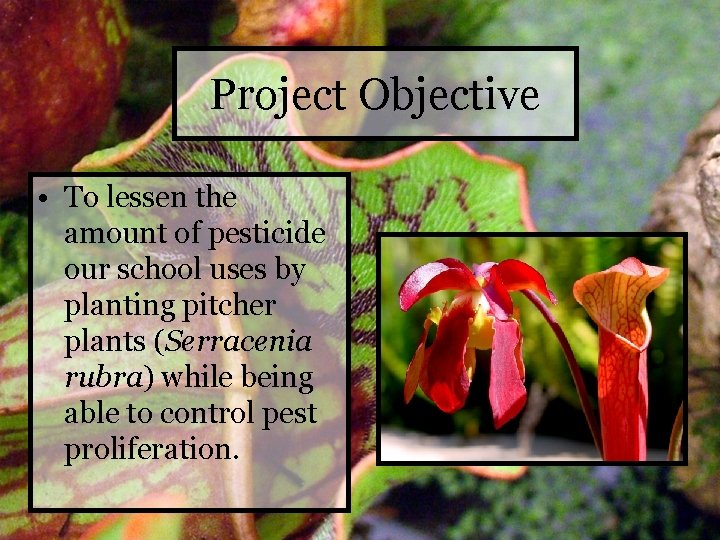 Project Objective • To lessen the amount of pesticide our school uses by planting