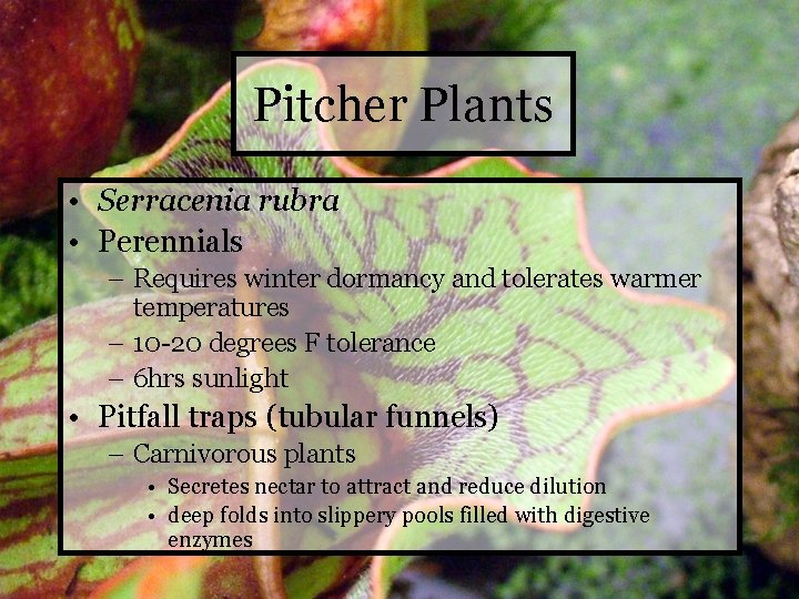 Pitcher Plants • Serracenia rubra • Perennials – Requires winter dormancy and tolerates warmer