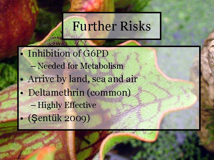 Further Risks • Inhibition of G 6 PD – Needed for Metabolism • Arrive