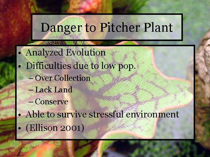 Danger to Pitcher Plant • Analyzed Evolution • Difficulties due to low pop. –