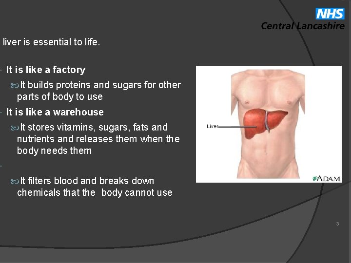  liver is essential to life. It is like a factory It builds proteins