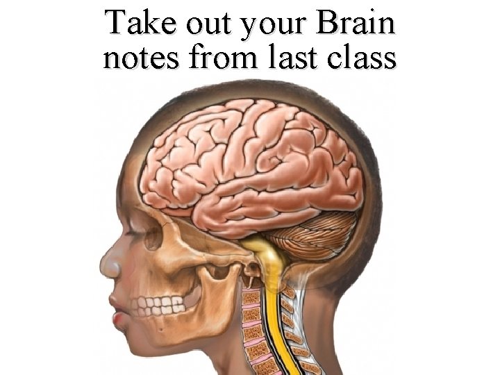 Take out your Brain notes from last class 