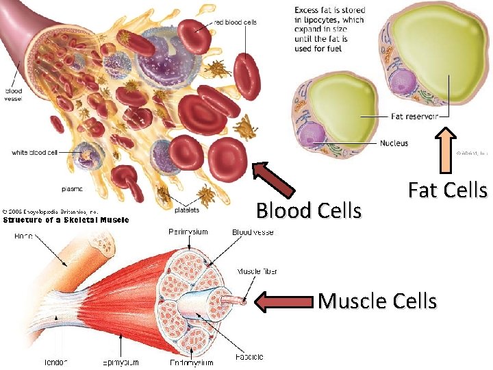 Blood Cells Fat Cells Muscle Cells 