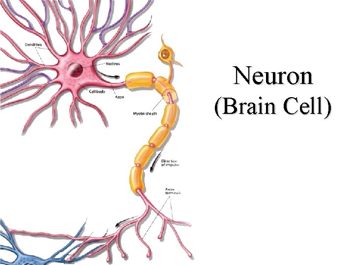Neuron (Brain Cell) 