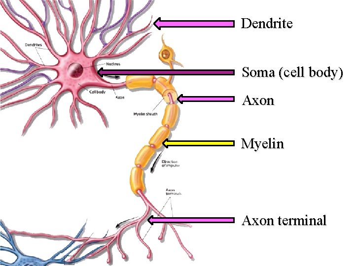 Dendrite Soma (cell body) Axon Myelin Axon terminal 